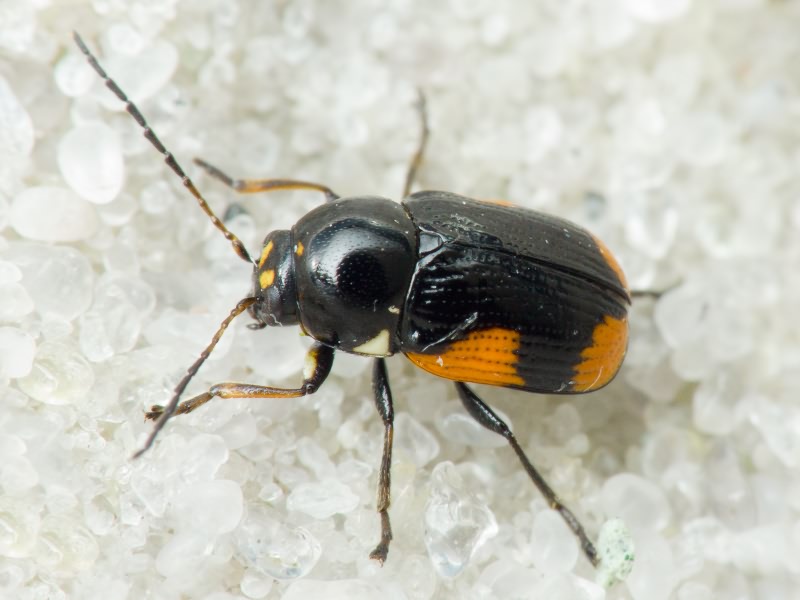 Cryptocephalus (Cryptocephalus) moraei (Linnaeus, 1758)